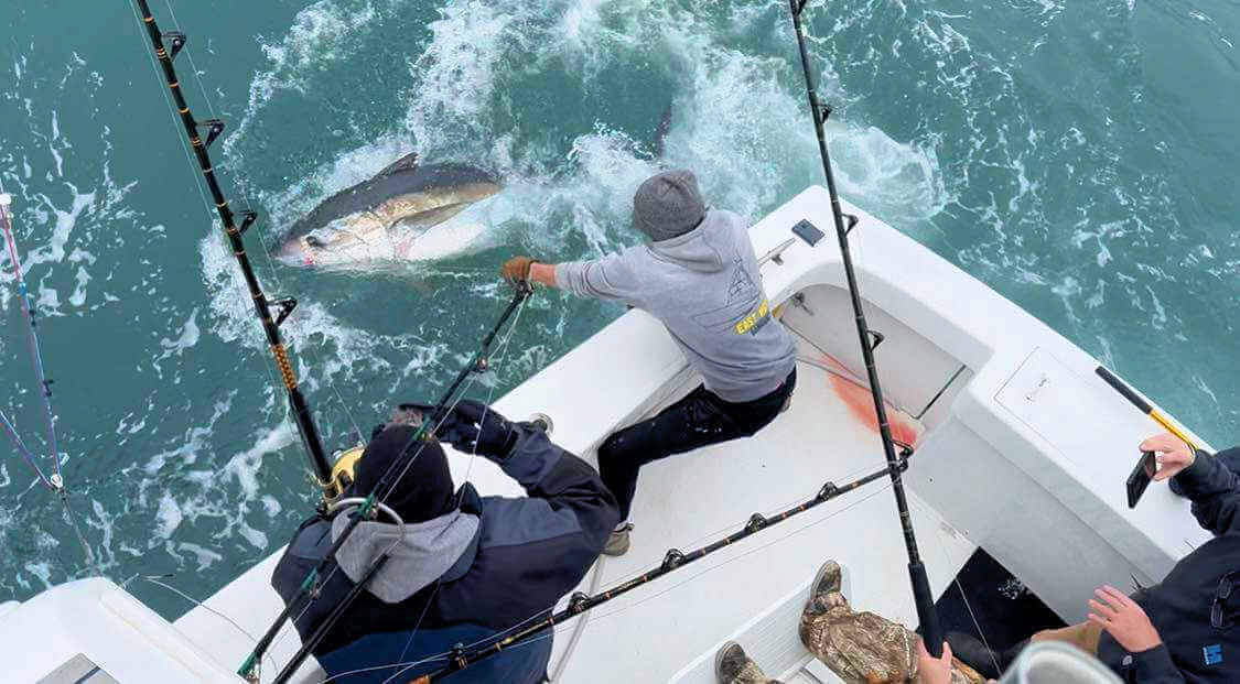 Large bluefin tuna coming aboard.