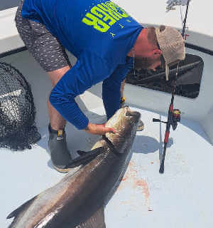 Cobia on Speck-tackler