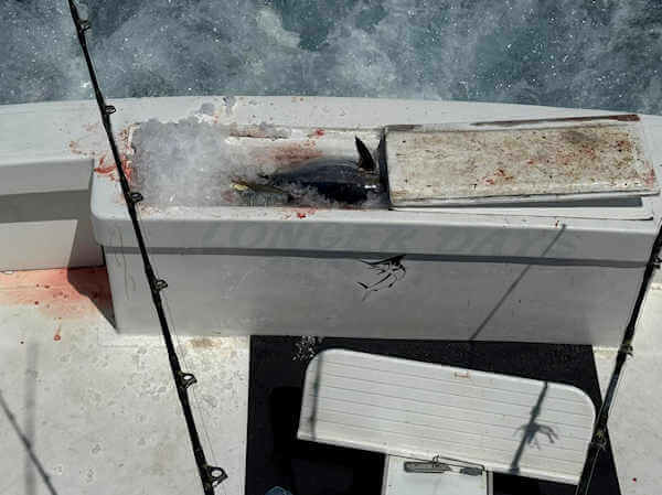 Full fish box of Hatteras tuna