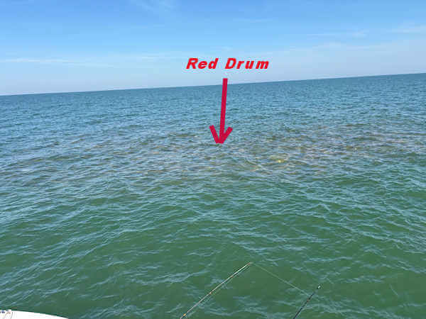 Massive school of giant red drum.