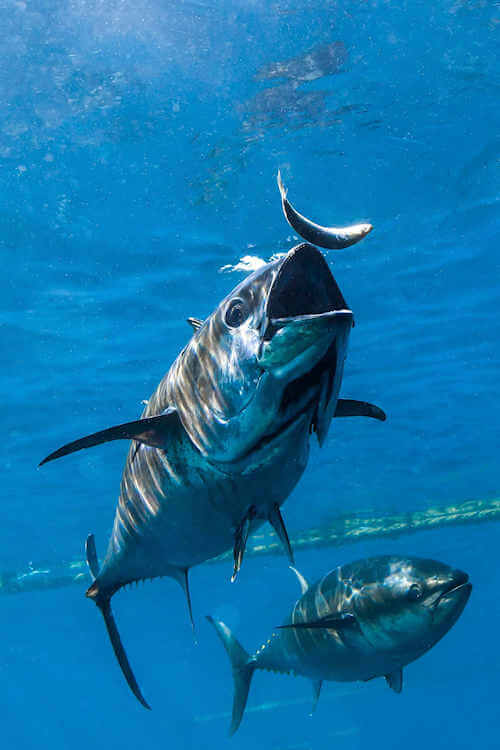 Bluefin tuna taking a tossed bait.