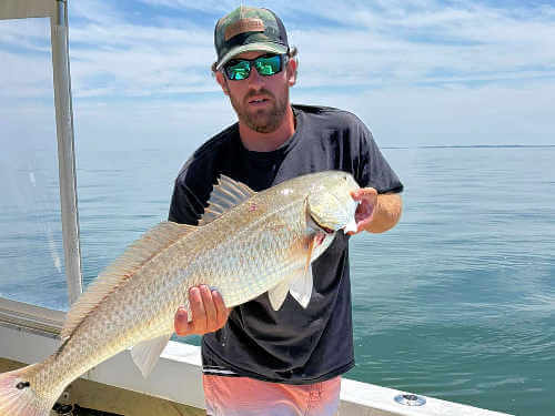 Angler showing off large red drum before releasing it.