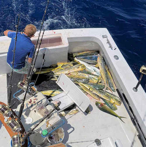 Longer Days Charters daily offshore fish catches off Cape Hatteras.