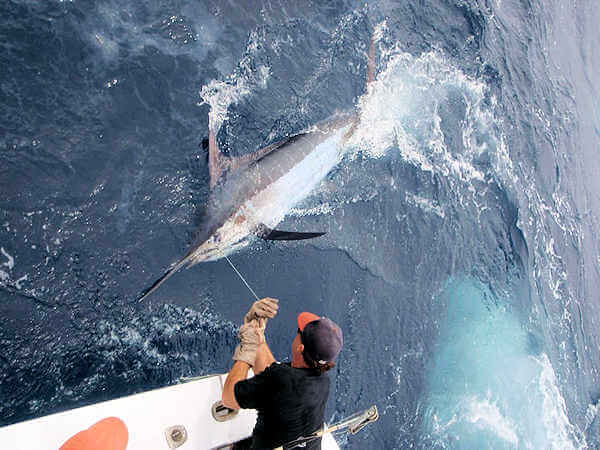 Nice blue marlin being leadered on Gecko.