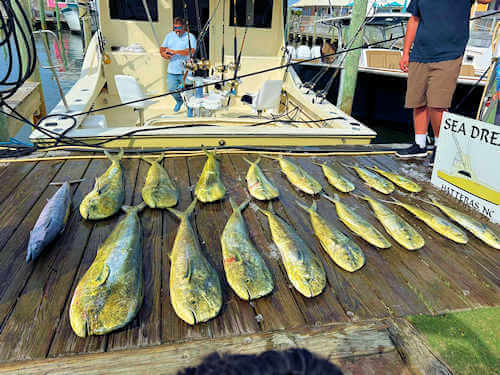 May mahi catch from last season on Sea Dream.