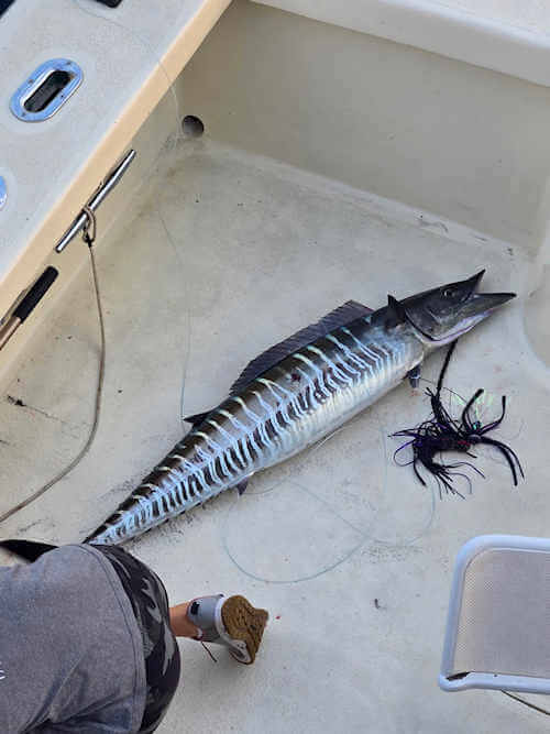 fishing report images from Sea Dream Charters