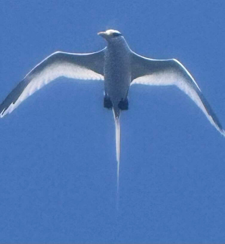 White Tail Tropicbird seen and photographed on a Longer Days Charter trip.