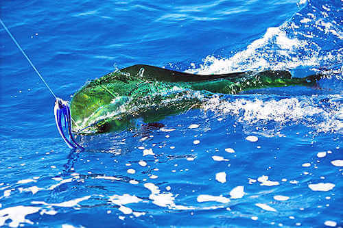 Colorful OBX mahi.