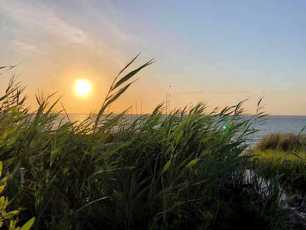 Sea Oats blowing in the wind at sunset by the ocean