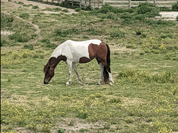 Brown and white horse eating grass in a pasture on ocracoke Island